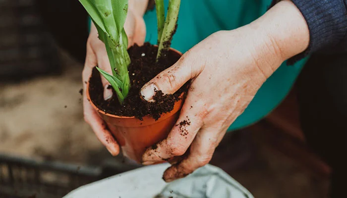 Adubo orgânico para plantas: rico em nutrientes e benéfico para o solo