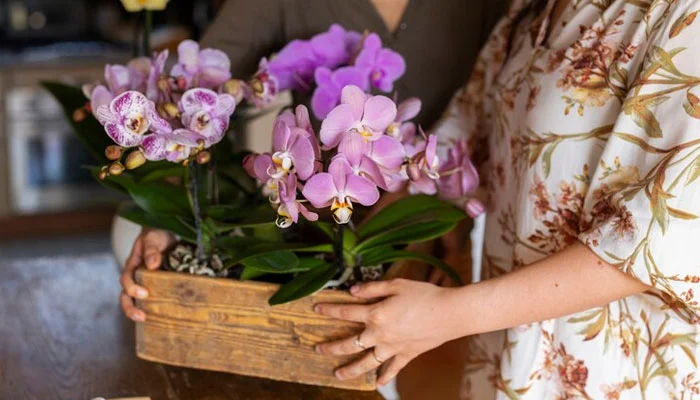 Orquídeas com flores vibrantes, resultado de uma adubação adequada