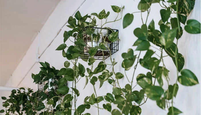 planta jiboia verde para sua casa 