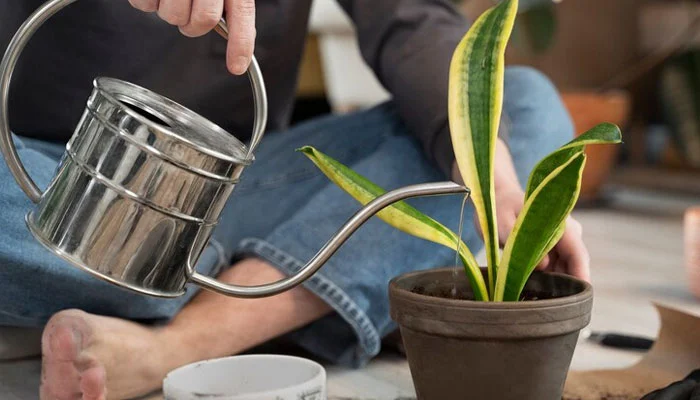 rega de planta em vaso com regador de bico fino