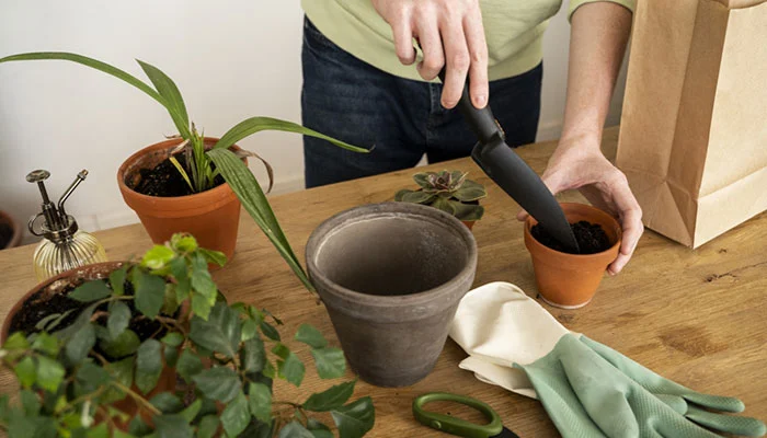 Mudança de vaso de planta: guia completo com passo a passo e dicas. 