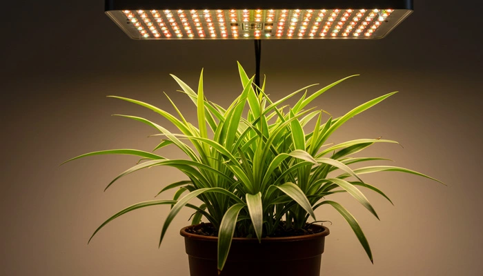 Planta crescendo saudável sob luz LED artificial.