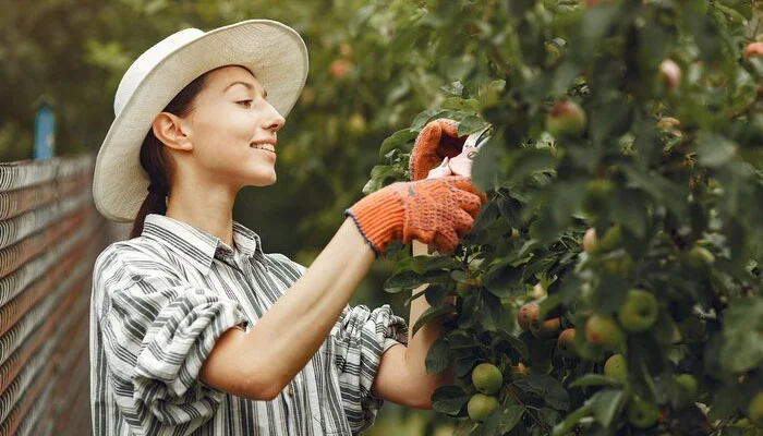 Poda correta de uma árvore frutífera, mostrando os cortes estratégicos