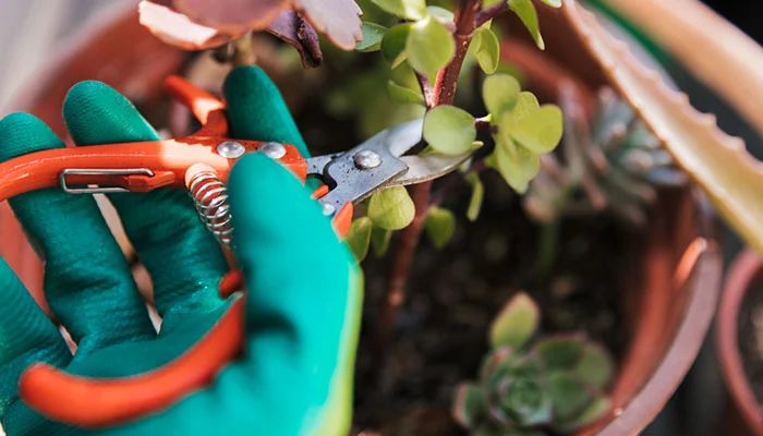 7 dicas para Poda de Plantas