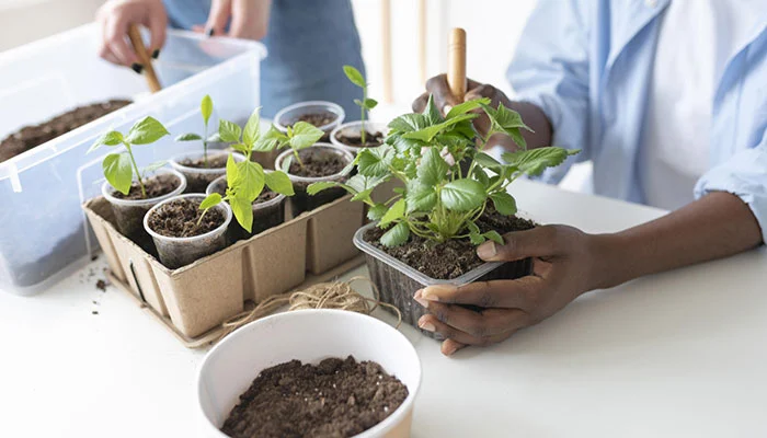 propagação de plantas