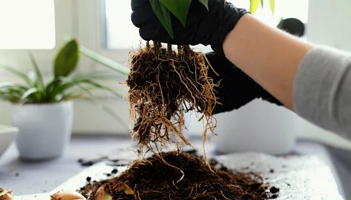 Divisão de raízes para propagação de plantas, mostrando separação de partes com raízes e brotos.