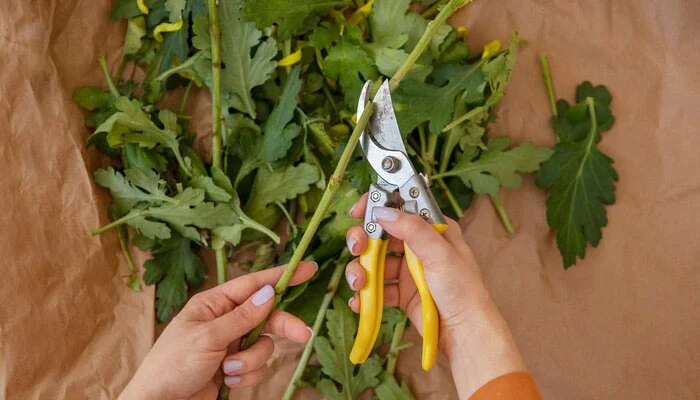 Preparação de estaca para propagação de plantas, com corte, hormônio enraizador e plantio no solo.