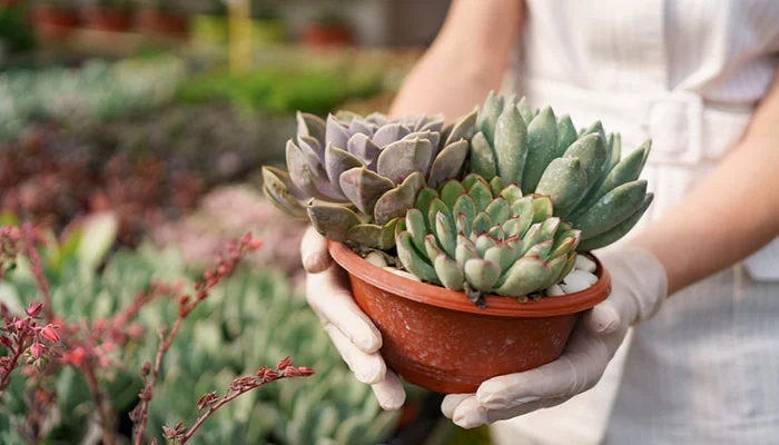 mini plantas para casa