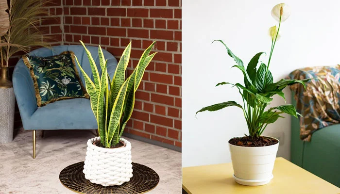 Plantas purificando o ar em um ambiente de trabalho