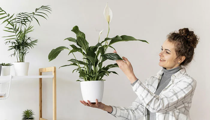 Plantas purificando o ar da casa: guia para um ambiente saudável.