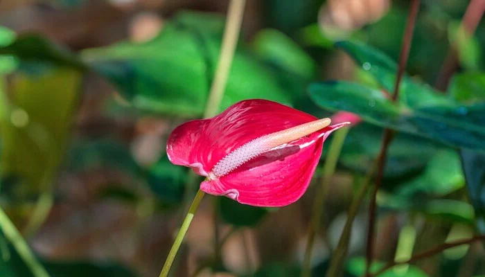 Antúrio plantas mais tóxicas para os animais