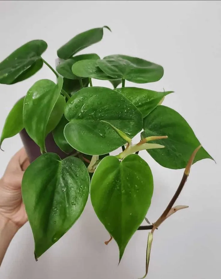 Filodendro (Philodendron spp.)
