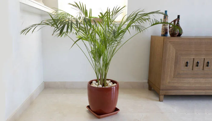 plantas para pets