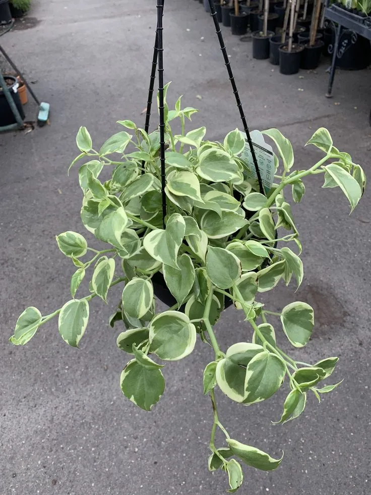 planta Peperômia