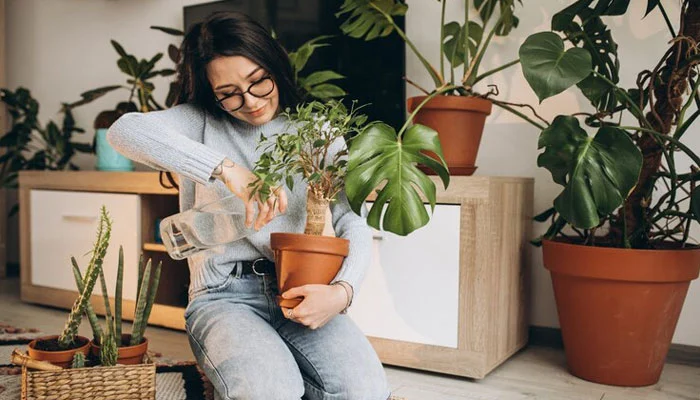 5 plantas ideais para Iniciantes