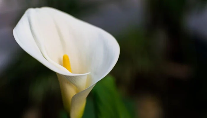 planta Copo-de-leite