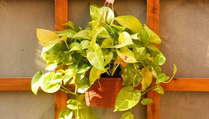 plantas Jiboia