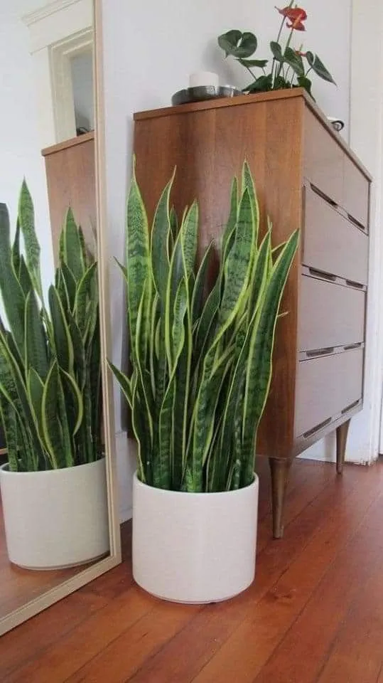 plantas para interiores