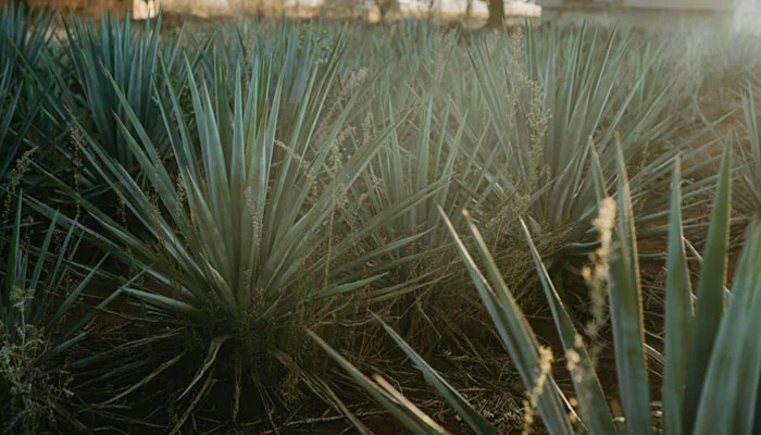 plantas resistentes ao calor extremo