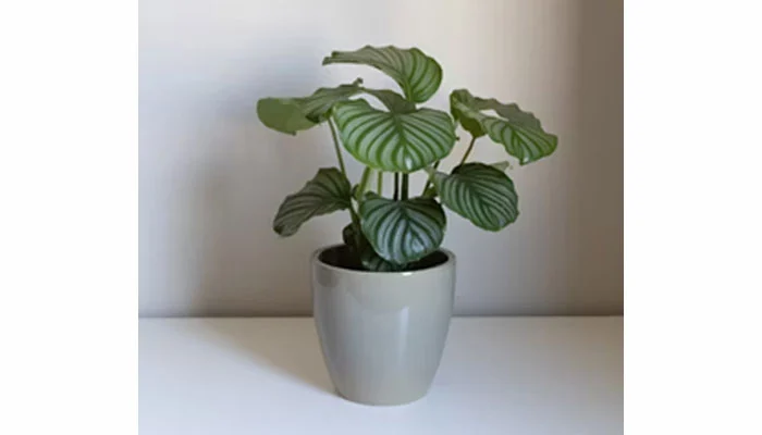 Calathea orbifolia