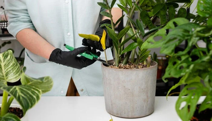 Planta com folhas amareladas por falta de água