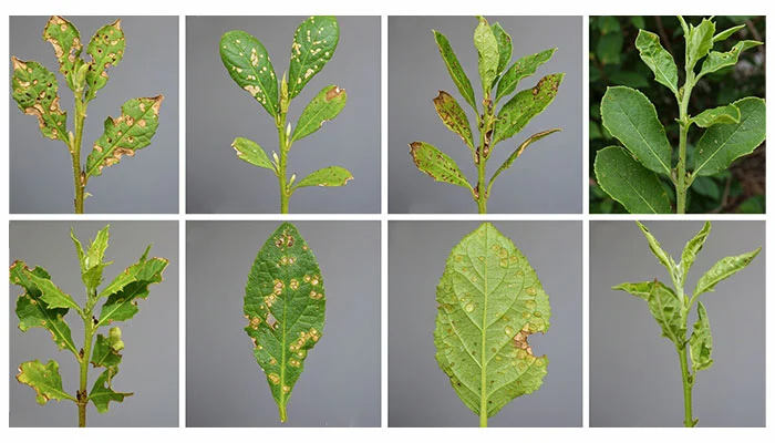 Imagens de plantas com diferentes estágios de infestação.