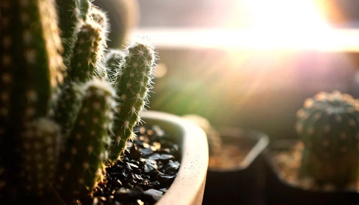 Foto mostrando exemplos de luz direta, indireta e filtrada em diferentes plantas.