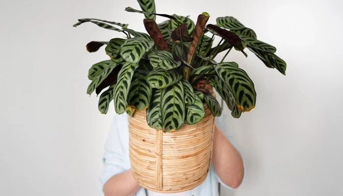 Maranta, uma planta segura e decorativa para casas com crianças.