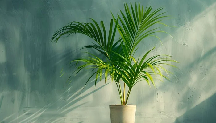 Guia completo para cultivar Palmeira Areca