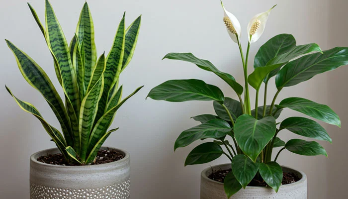 plantas para ambientes internos