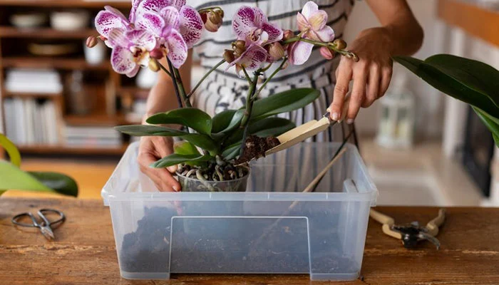 Foto de alguém adubando a orquídea.