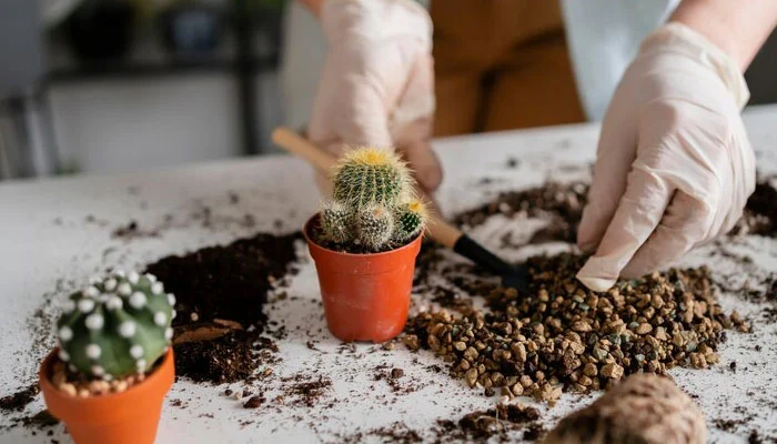 Adubação de cactos com adubo líquido ou granulado, com baixo teor de nitrogênio, para o desenvolvimento saudável.