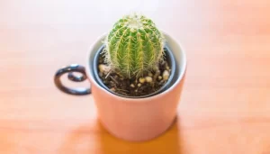 Cacto Mammillaria gracilis em vaso pequeno