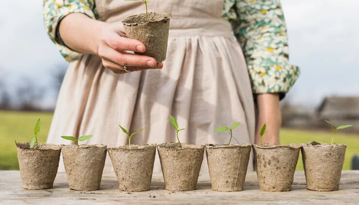 cuidados com plantas específicas