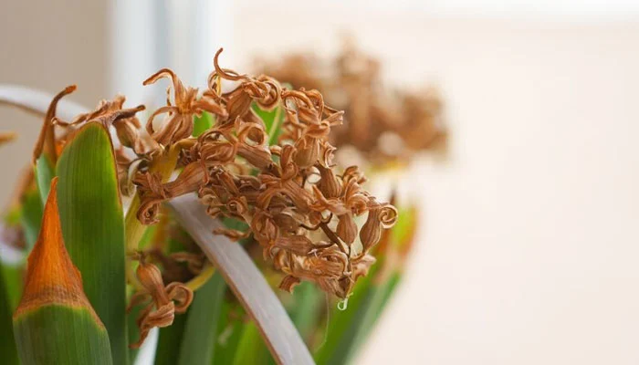 Foto de uma orquídea com sinais de doenças fúngicas