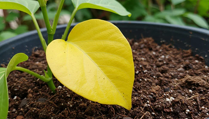 Por que as plantas não crescem