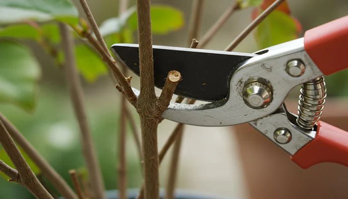 Poda de plantas removendo galhos secos