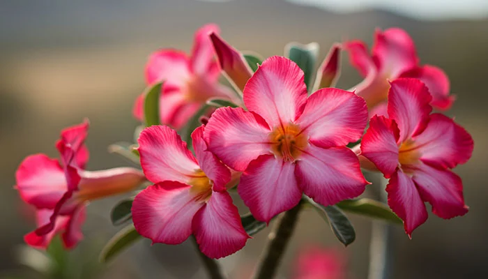 Rosa do deserto exuberante com flores vibrantes em tons de rosa e vermelho.