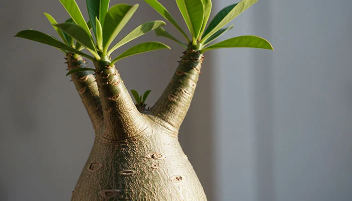 Detalhe do caule engrossado (caudex) de uma rosa do deserto e as folhas verdes, ilustrando os cuidados necessários com a planta. 