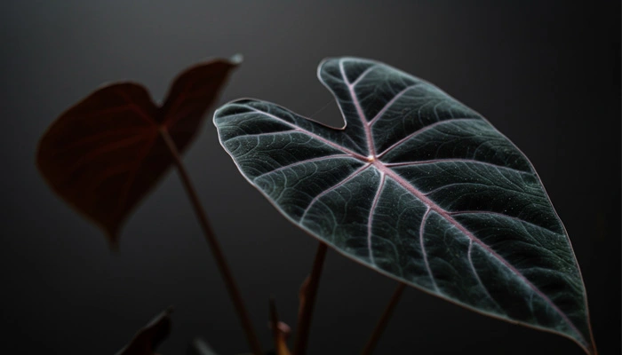 Uma planta com folhas escuras e aveludadas