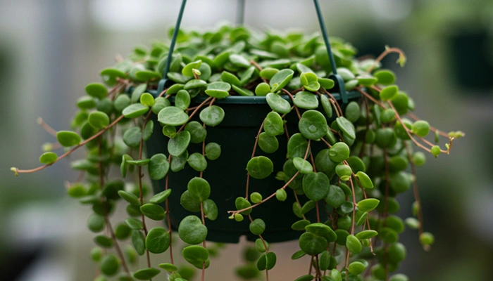 Peperomia prostrata): Com suas folhas que lembram o casco de tartarugas