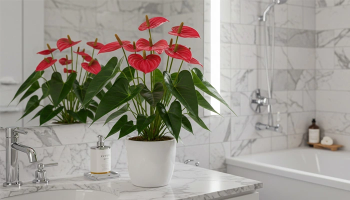 Antúrio em um banheiro, com suas flores exuberantes e coloridas, adicionando um toque de elegância duradoura.