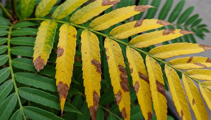 Folhas amareladas em uma samambaias indicando falta de nutrientes ou excesso de luz.