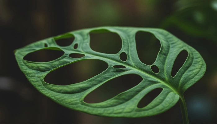 Folhas com buracos característicos da Monstera Obliqua, uma planta rara.