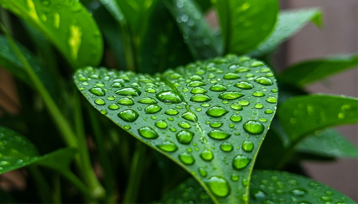 Plantas purificando o ar e melhorando a qualidade de vida. 