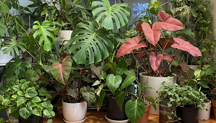 Coleção de plantas raras em casa, incluindo Monstera Obliqua e Philodendron Pink Princess