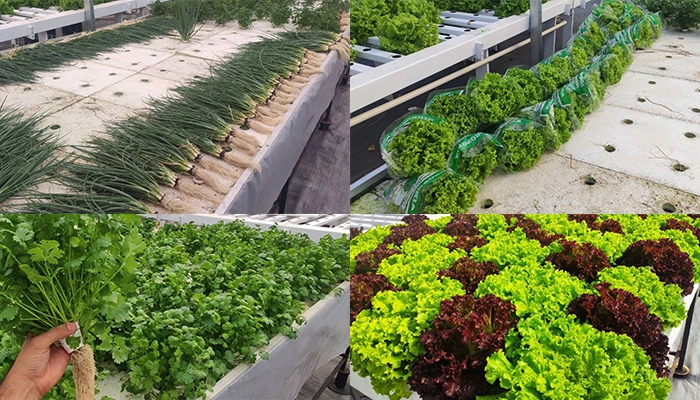 Alimentos Frescos e Saudáveis Cultivados em Hidroponia