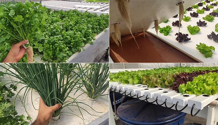 Raízes Saudáveis de Plantas Cultivadas em Sistema Hidropônico