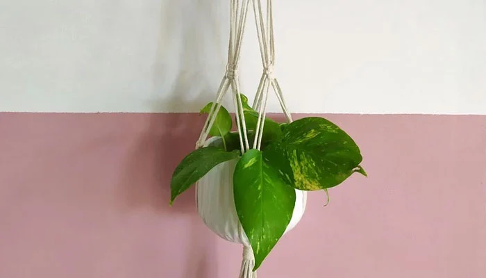 Suporte para plantas